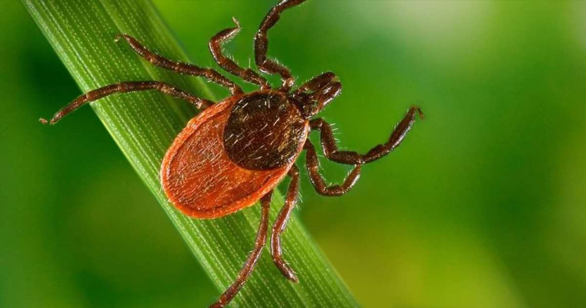 Important Symptoms, Stages And Treatment For Lyme Disease