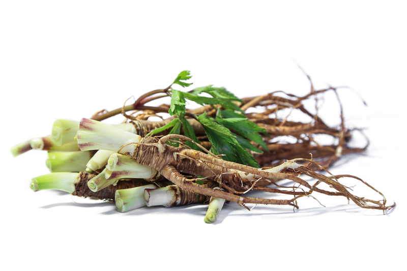 Fresh Dong Quai or female ginseng root, Chinese herbal medicine.