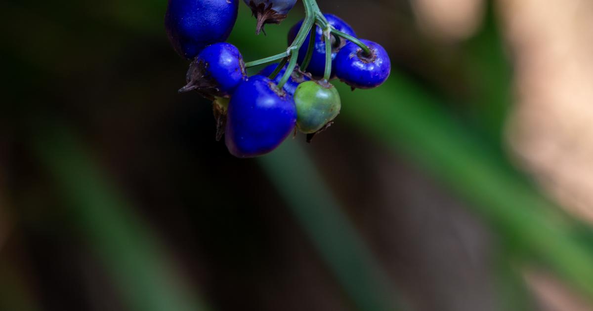 Guide To Plants That Are Actually Poisonous - HealthPrep.com