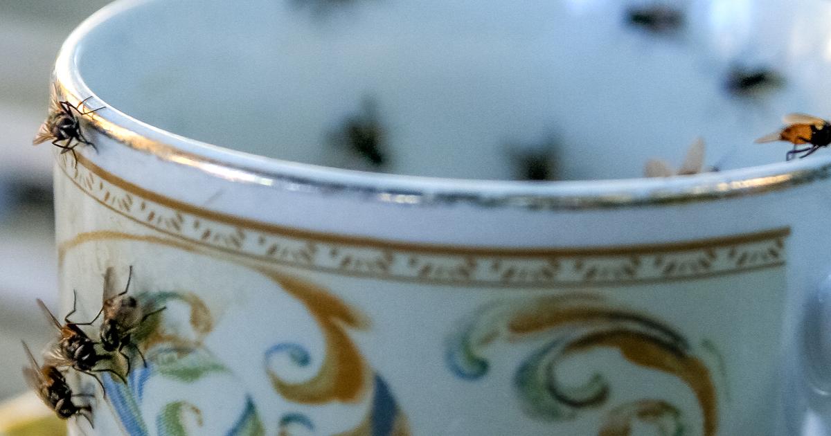DIY Strategies For Ridding The Home Of Gross Flies