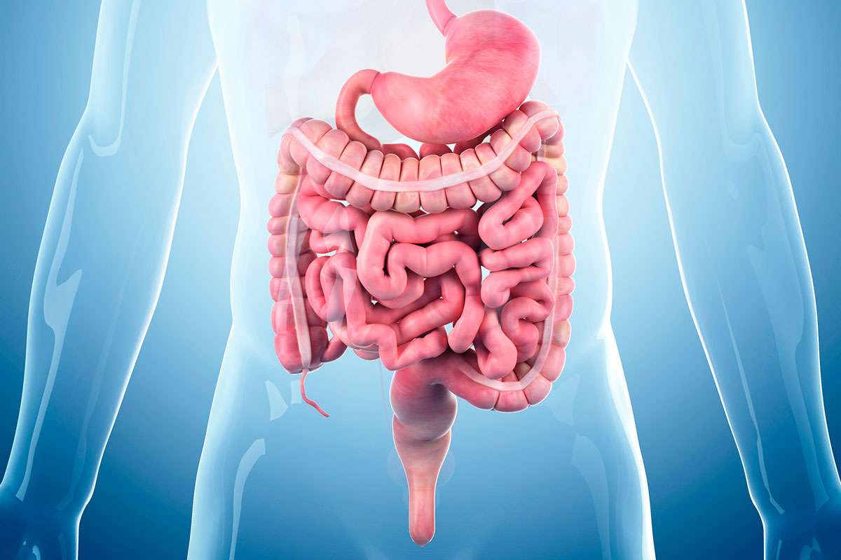 What Are The Warning Signs Of Small Intestine Cancer? - HealthPrep.com