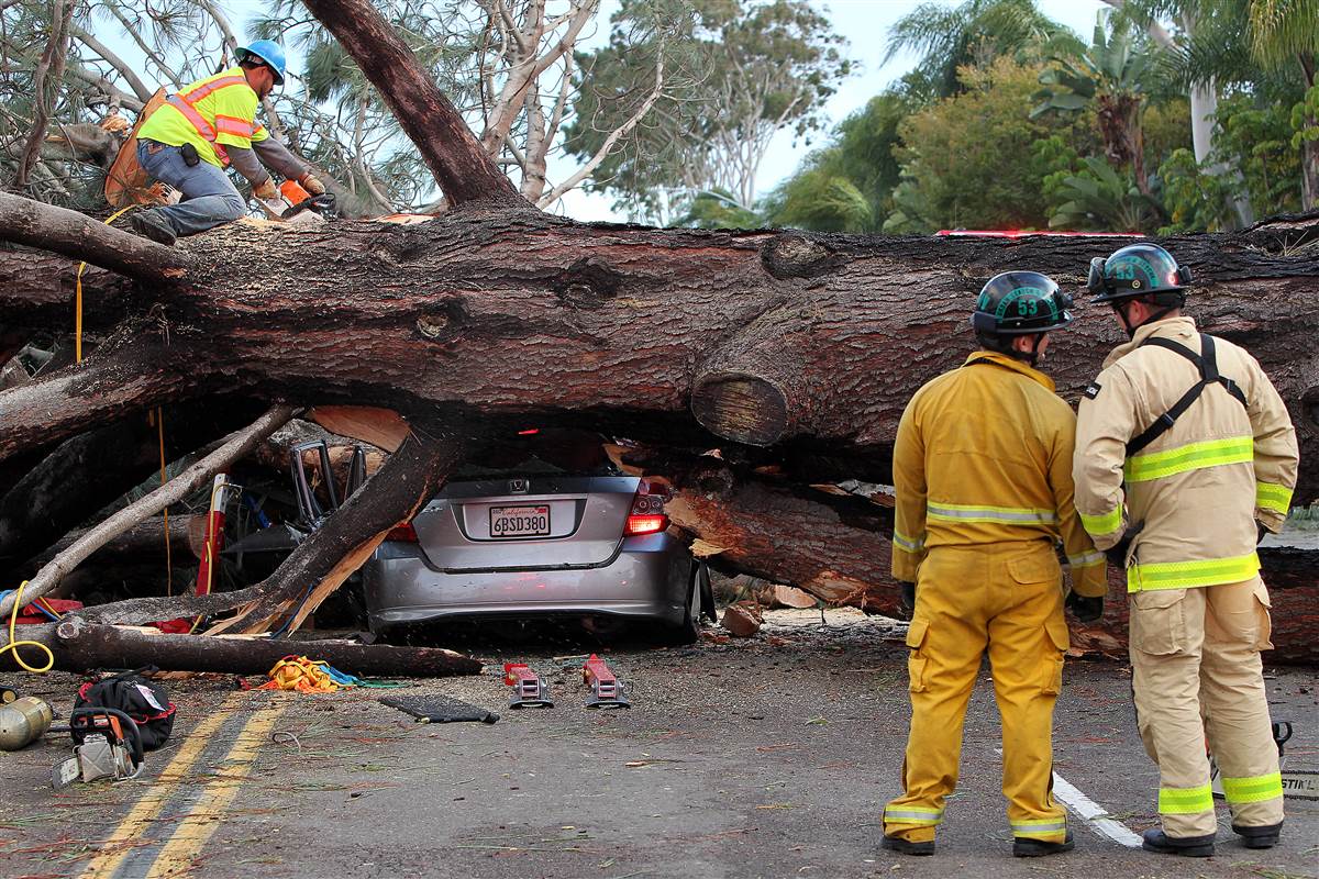 160131-san-diego-tree-falls-ap_3f67af09dfb902549e6a9fc35f8bac84-nbcnews-fp-1200-800