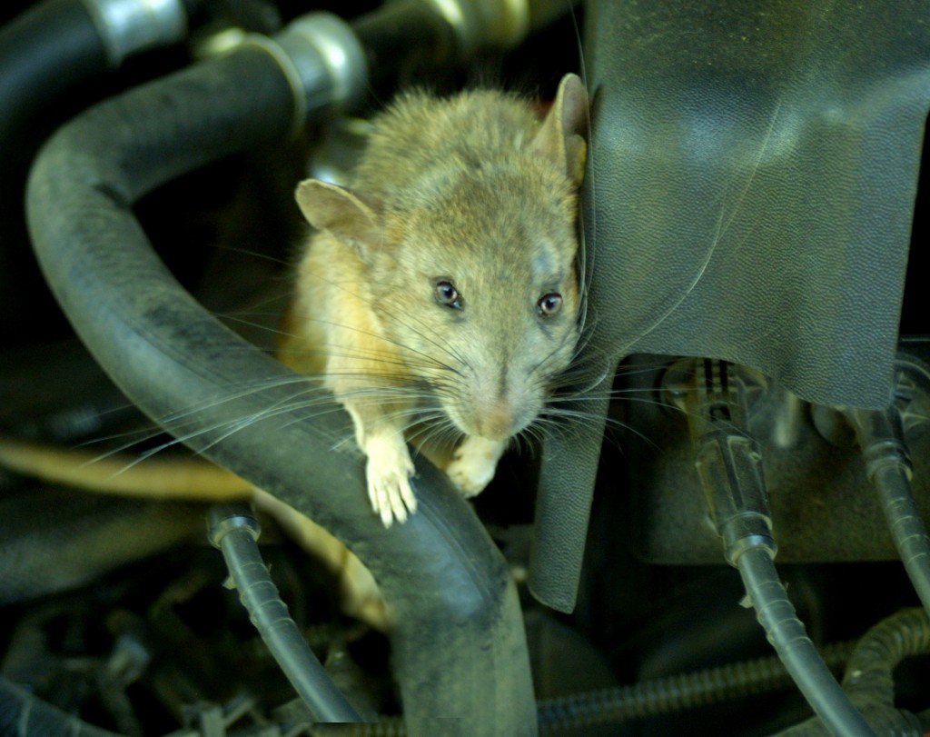 rats-in-cars