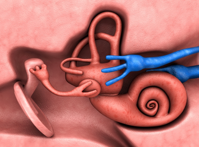 Inner ear