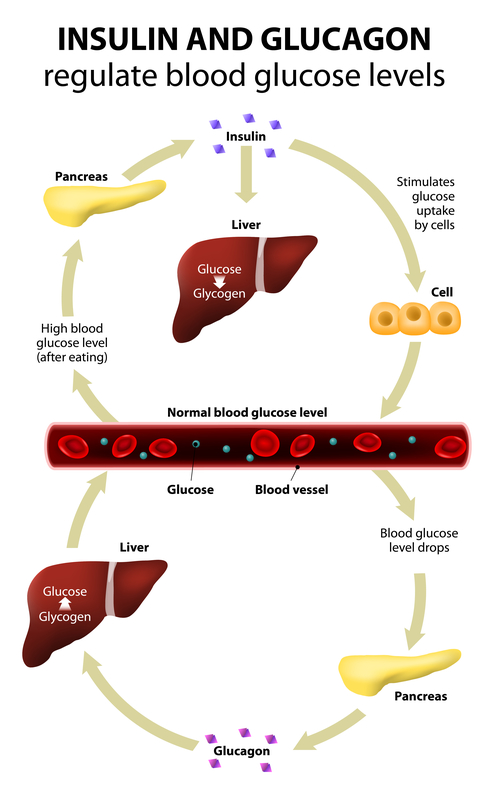 Insulin and glucagon